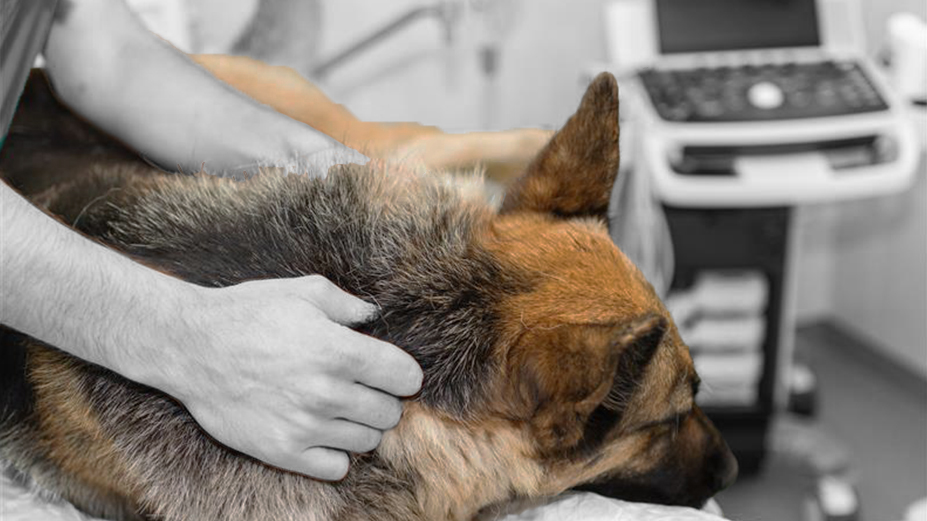 A veterinarian examines a German Shepherd